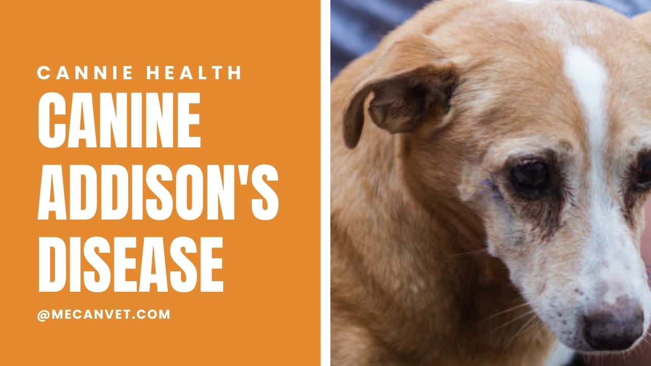 Canine Addison's Disease